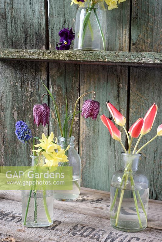 Spring flowers displayed in glass bottles including Tulipa clusiana var. 'Chrysantha', Narcissus Hawera' muscari and Fritilleria meleagris

