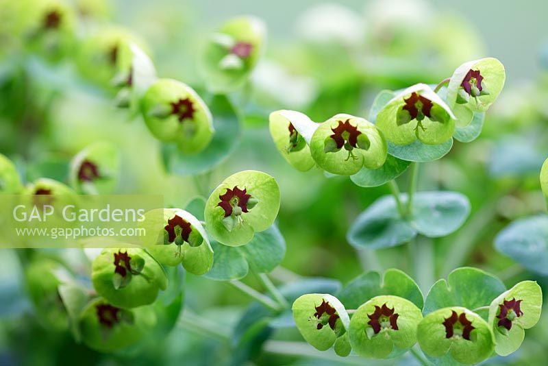 Euphorbia x marinii, April, Suffolk