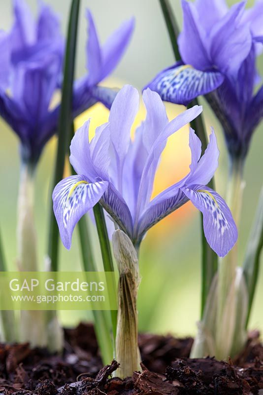 Iris histrioides 'Lady Beatrix Stanley', March, Suffolk