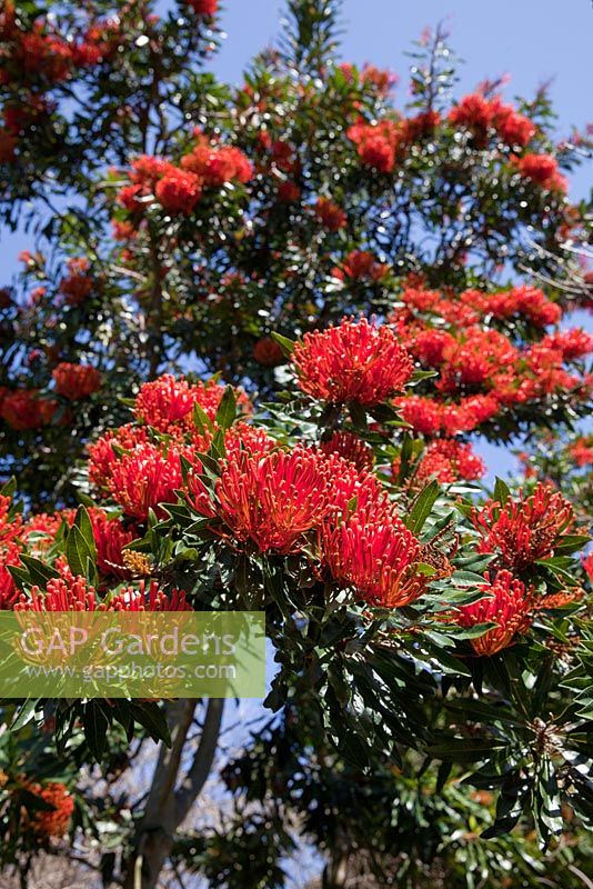 Alloxylon flammeum - Queensland Tree Waratah, flowers tube shaped and bright red.