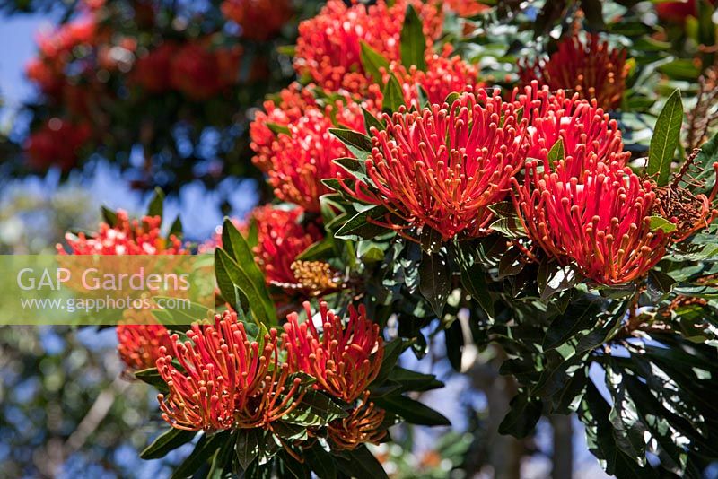 Alloxylon flammeum - Queensland Tree Waratah, flowers tube shaped and bright red.

