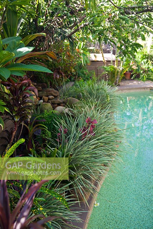 Detail of terraced garden next to a swimming pool, with a mixture of perennial plants and shrubs, Ophiopogon jaburan 'Variegata' -Variegated Mondo Grass and Acalypha wilkesiana - Fijian Fire plants, growing under Calliandra haematophylla - Powder Puff Tree