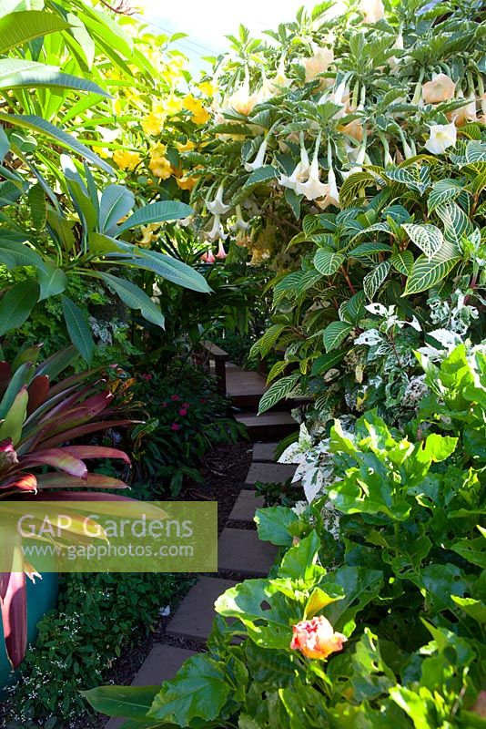 A partially hidden curved path made of evenly spaced square pavers bordered by a lush planting of various shrubs, Cordyline, Plumeria,  Hibiscus rosa sinensis, 'Snowqueen', Sanchezia speciosa and two types of flowering Brugmansia.