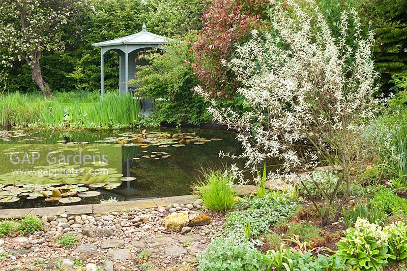 Waterlily Pond and gazebo, with Elaeagnus 'Quicksilver' on the right. Ellerker Manor, Ellerker, East Yorkshire.