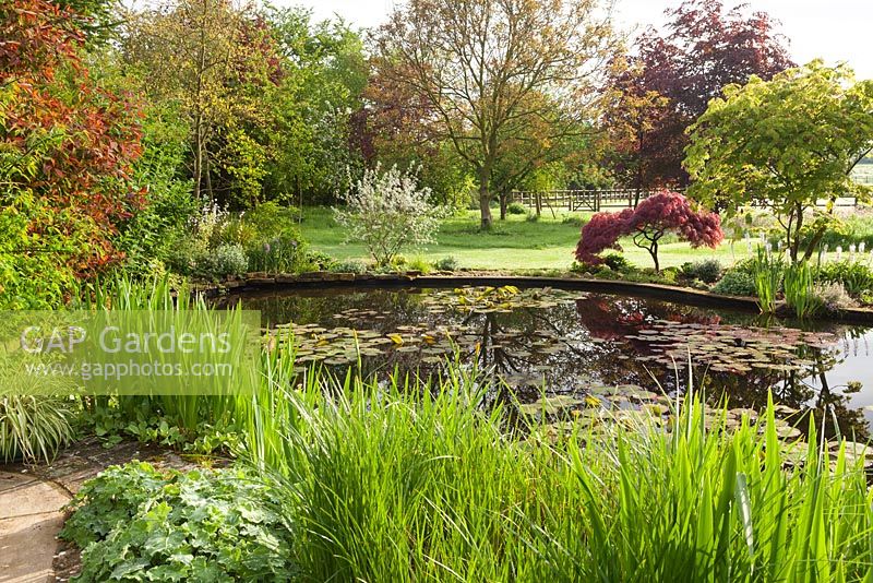 Waterlily pond, with Acer and Iris planting around the pond. Ellerker Manor, Ellerker, East Yorkshire. 