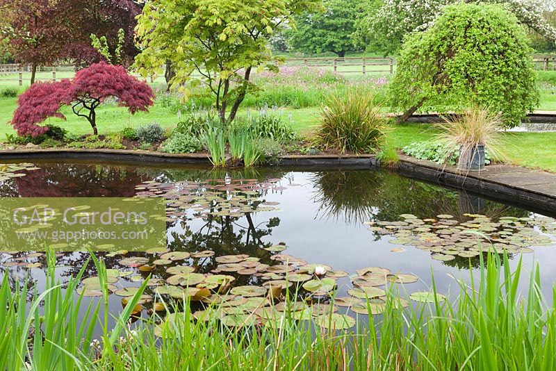 Waterlily Pond, with Acer and Iris planting around the pond. Ellerker Manor, Ellerker, East Yorkshire. 