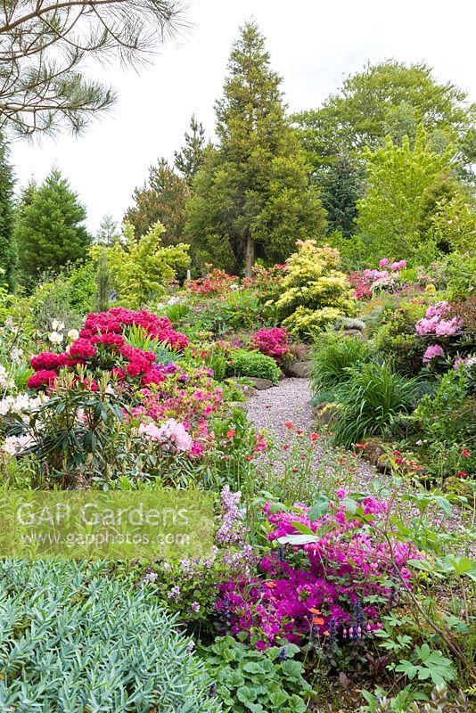 A path meanders through Pleasant Gardens, Kelsall, Cheshire photographed in June. Planting includes, Rhododendrons, Azaleas, Geum 'Mrs Bradshaw',Dicentra and Syringa meyeri 'Palibin'
