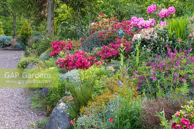 Plants including Azaleas, Rhododendrons, Dicentra, Geum 'Mrs Bradshaw' and Helianthemum, in a border at Mount Pleasant Gardens, Kelsall, Cheshire, June