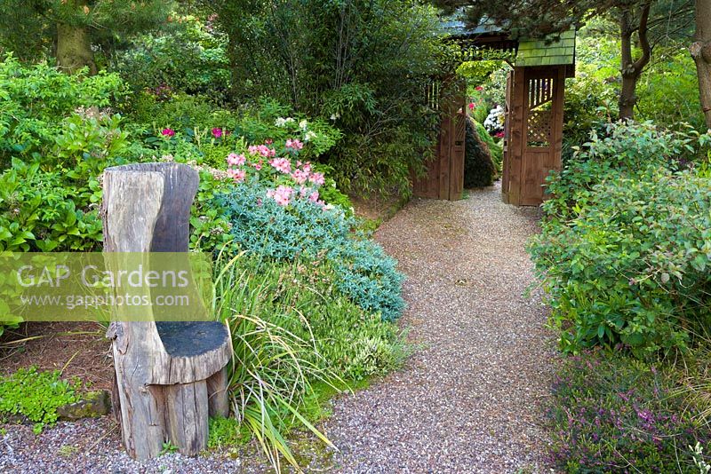 A gravel path, lined with Rhododendrons, heathers and a Hebe, leads to the Japanese Garden at Mount Pleasant Gardens, Kelsall, Cheshire photographed in June