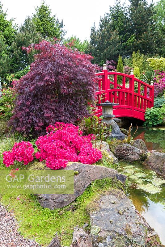 A bridge spans an ornamental pond in the Japanese Garden at Mount Pleasant Gardens, Kelsall, Cheshire photographed in June. Plants include Rhododendrons, Alchemilla mollis, Azaleas, ferns and Acer palmatums