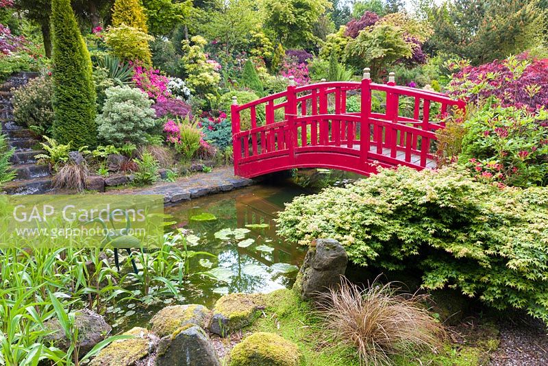 A bridge spans an ornamental pond in the Japanese Garden at Mount Pleasant Gardens, Kelsall, Cheshire in June. Plants include Carex, Rhododendrons, Azaleas and Acer palmatums