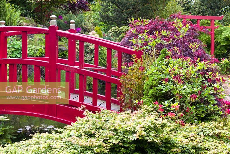 A bridge spans an ornamental pond in the Japanese Garden at Mount Pleasant Gardens, Kelsall, Cheshire in June. Plants include Azaleas and Acer palmatums