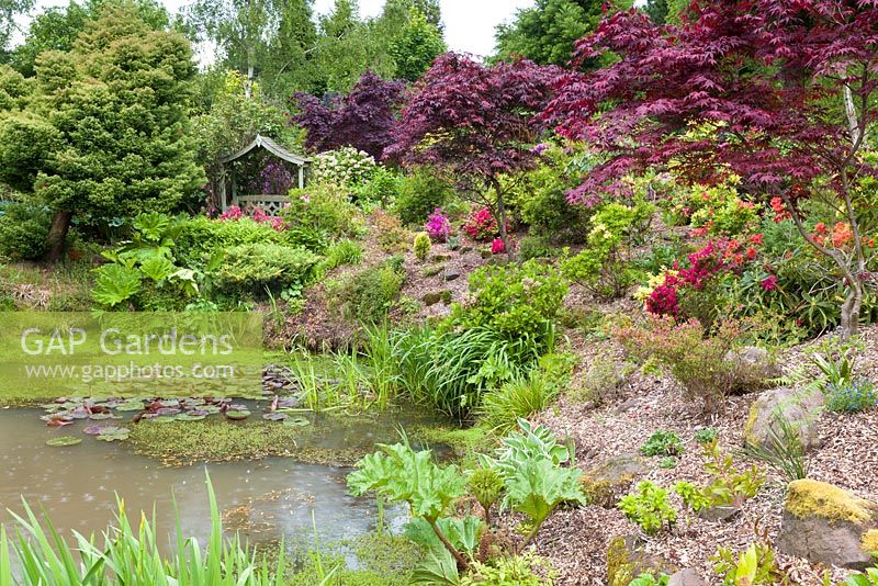 A pool with water lilies, surrounded by Acer Palmatums, Hostas, Gunneras and Azaleas, at Mount Pleasant Gardens, Kelsall, Cheshire. June.
