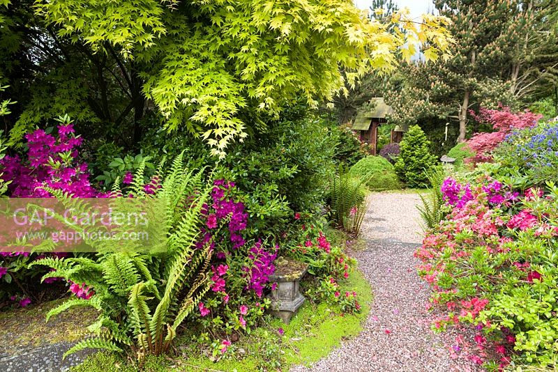 Ceanothus 'Concha', Acer palmatum, ferns  and Azaleas are among the plants lining a path in the Japanese Garden at Mount Pleasant Gardens, Kelsall, Cheshire photographed in June