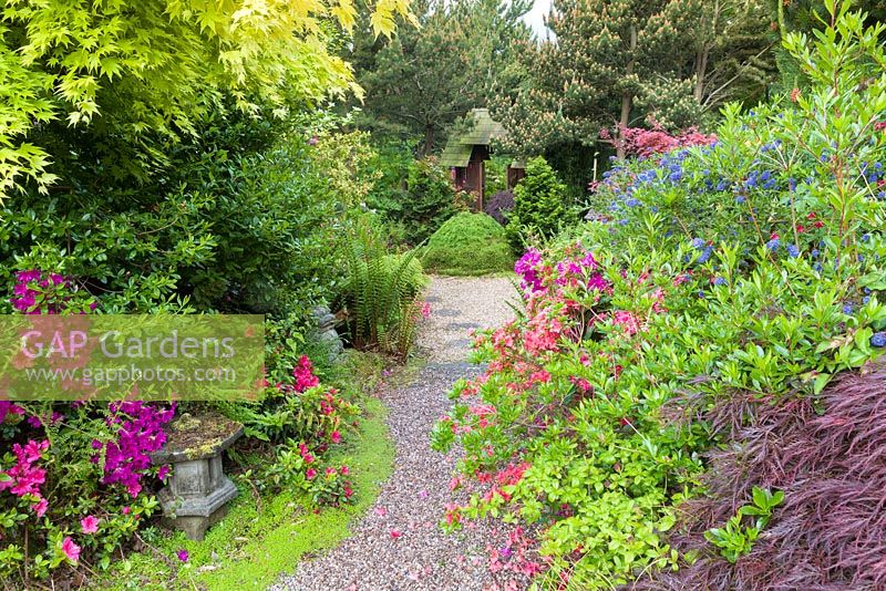 Ceanothus 'Concha', Acer palmatum and Azaleas are among the plants lining a path in the Japanese Garden at Mount Pleasant Gardens, Kelsall, Cheshire in June