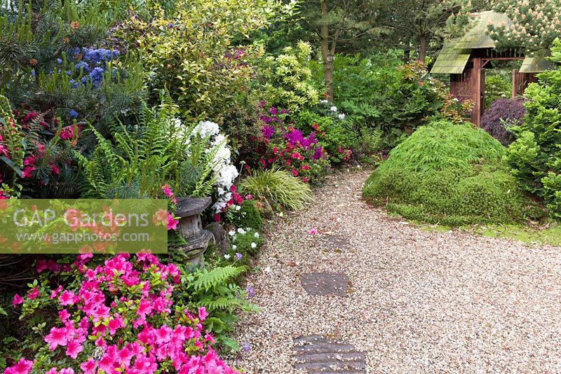 Rhododendrons, Azaleas, Ceanothus 'Concha', Acer palmatums and ferns are among the plants lining a path in the Japanese Garden at Mount Pleasant Gardens, Kelsall, Cheshire in June