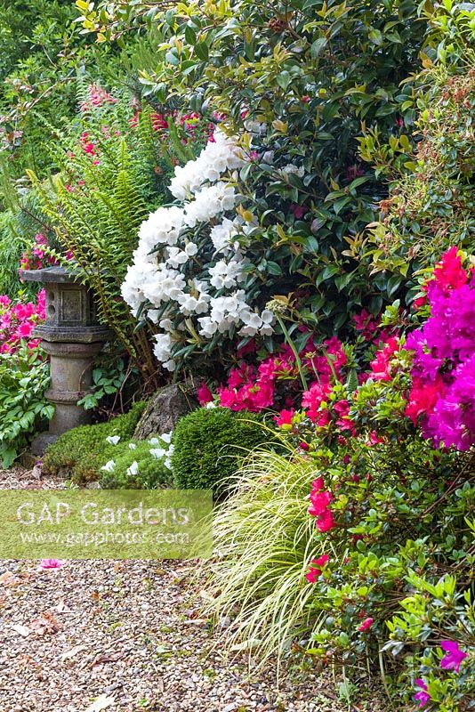 Rhododendrons, ferns, grasses and Astilbes line a path in the Japanese Garden at Mount Pleasant Gardens, Kelsall, Cheshire photographed in June