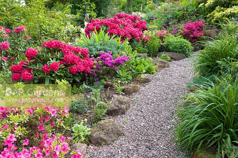 A path meanders through Pleasant Gardens, Kelsall, Cheshire in June. Planting includes, Rhododendrons, Azaleas, Geum 'Mrs Bradshaw' and Dicentra