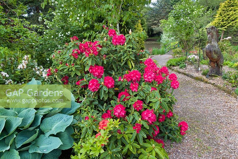 Rhododendrons in flower and Hosta at Mount Pleasant Gardens, Cheshire. A sculpture of a horse also rises from the flower bed, next to a winding gravel path. June.