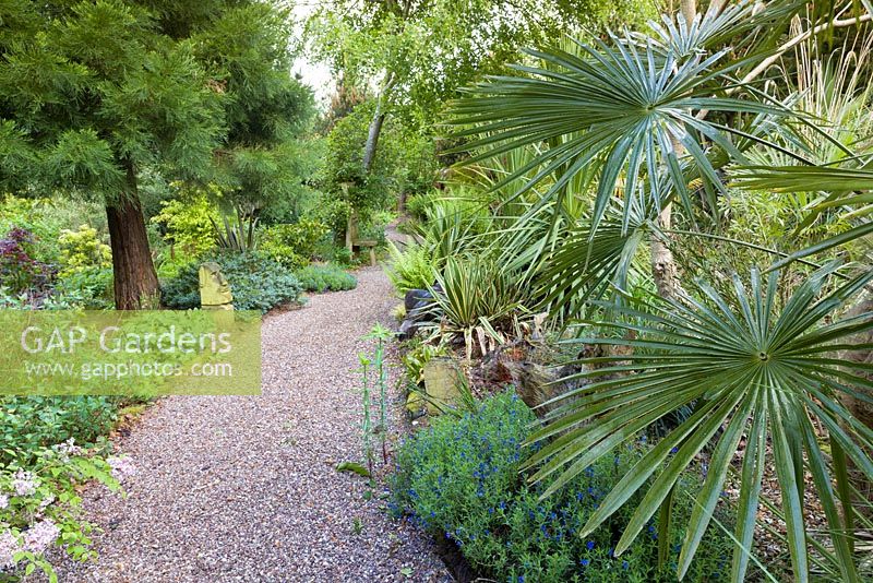 A Trachycarpus palm, Agaves and ferns add an exotic feel to a path at Mount Pleasant Gardens, Kelsall, Cheshire in June.