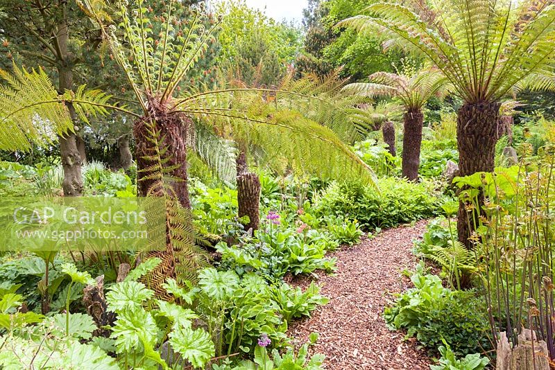 Cyathea - Tree ferns, Primula candelabra and Astilbes are among the planting at Mount Pleasant Gardens, Kelsall, Cheshire in June