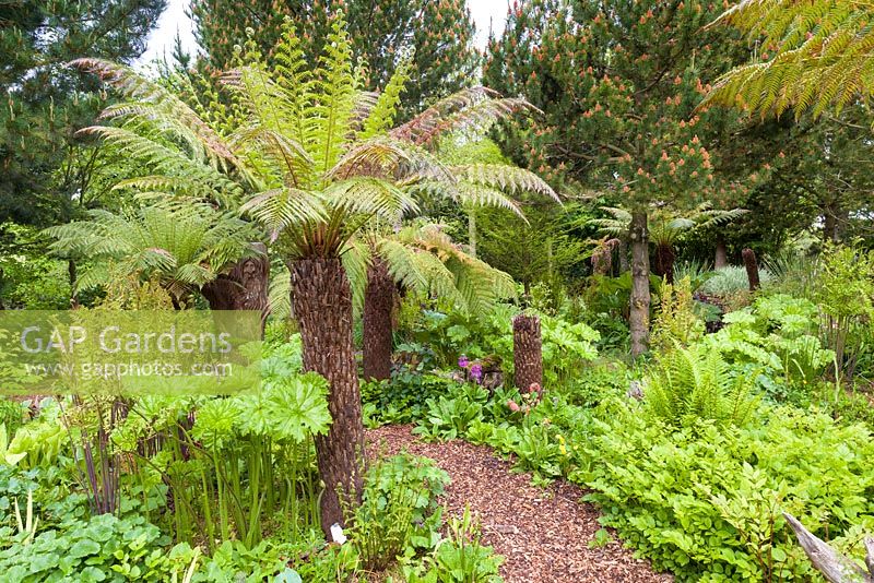 Cyathea - Tree ferns, Primula candelabra and Astilbes are among the planting at Mount Pleasant Gardens, Kelsall, Cheshire photographed in June