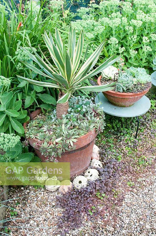 Terracotta pots arranged on small painted tables with Sedum, Yucca gloriosa 'Variegata' and Echeveria glauca. Sedum Herbstfreude Autumn Joy in border and Acaena purpurea growing in gravel below at Southlands, July 