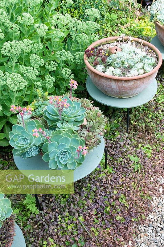 Terracotta bowls arranged on small painted tables with Sedum and Echeveria glauca.  Sedum Herbstfreude Autumn Joy on left and Acaena purpurea growing in gravel below at Southlands, July 