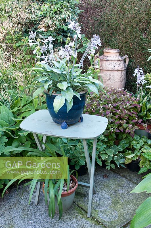 Hosta 'Halcyon' in blue glazed pot raised on table with flowerbed behind 