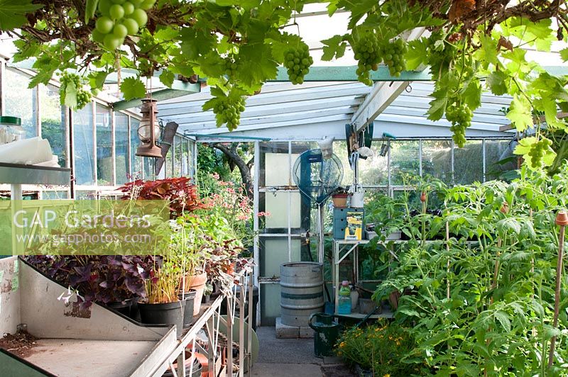 Greenhouse interior with Grape 'Black Hamburg', Tomato plants, staging, young plants in pots, potting bench and greenhouse equipment. Southlands, NGS garden Lancashire. 