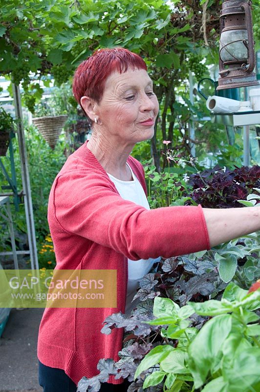 Maureen Sawyer, the owner of Southlands, NGS garden, Stretford Lancashire. 