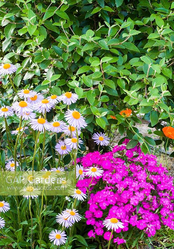 Dianthus and Aster in Summer border