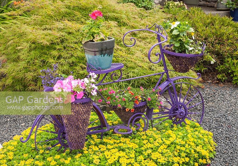Vintage metal bicycle with containers of Sedum, Petunia, Lobelia, Pelargonium. Acer in the background 
