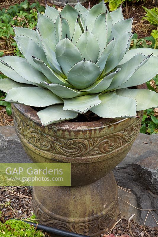 Agave parryi in decorative container