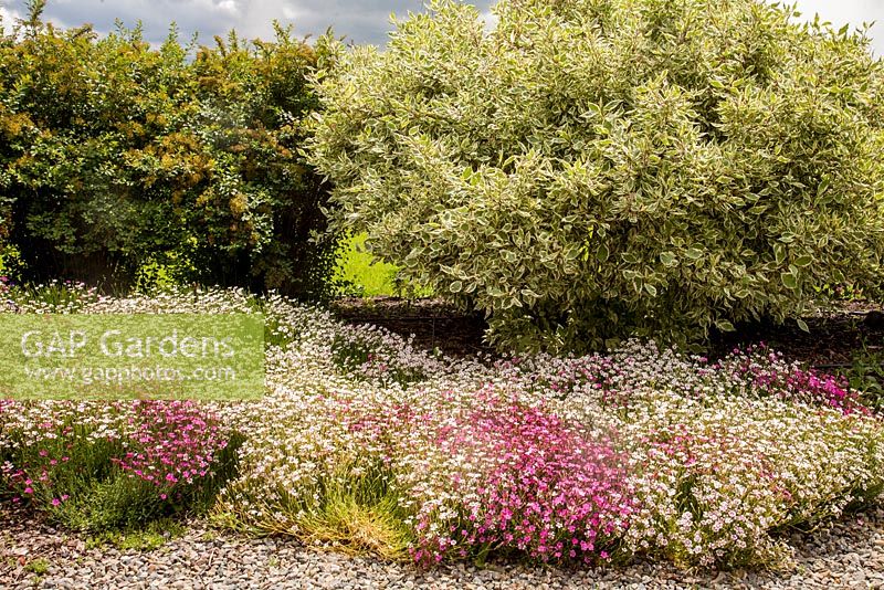 Cornus alba 'Elegantissima' and Dianthus cv mix