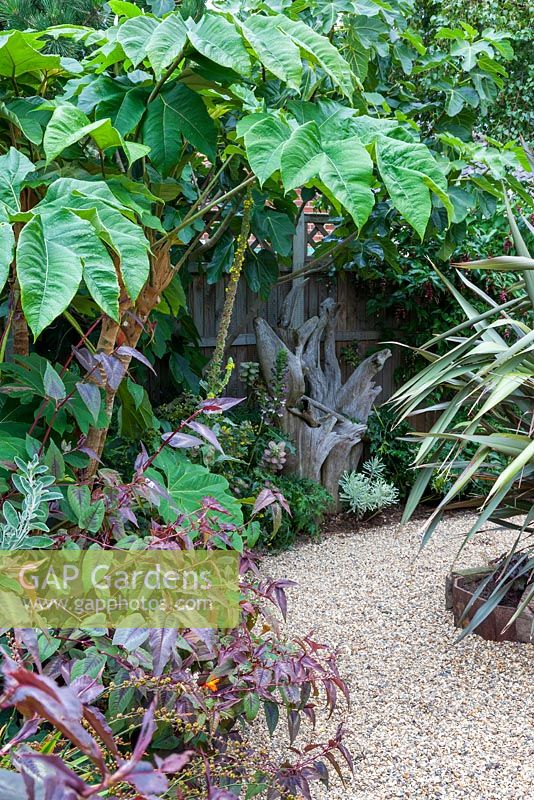 Curving pathway around the back of the main garden, featuring Tetrapanax papyrifera, Persicaria microcephala 'Red Dragon', and a statuesque piece of driftwood.