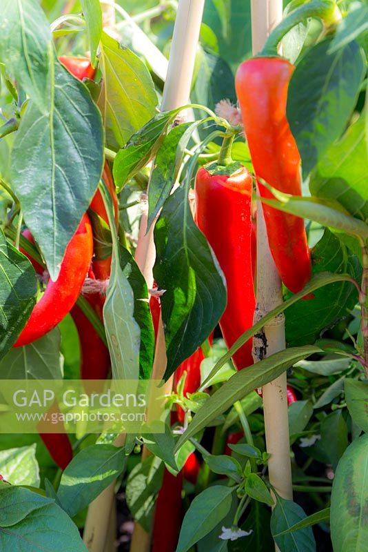 Capsicum - red chillies growing on a wigwam of bamboo canes. Designer: Terry Oliver,  Sponsor: Royal Borough of Kensington and Chelsea