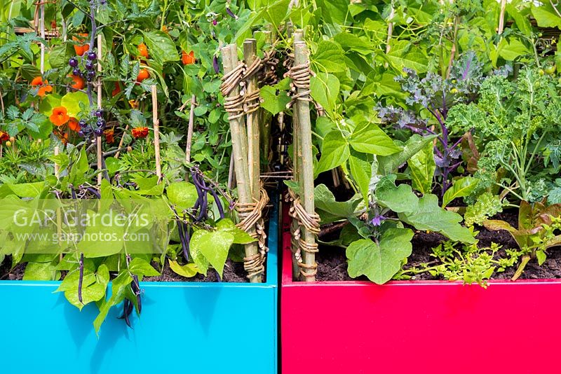 Colourful metal planters with nasturtiums and unusual vegetables including purple French beans, purple tomatoes and young aubergine plants. Designer: Terry Oliver, Sponsor: Royal Borough of Kensington and Chelsea