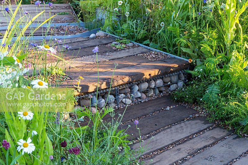 The WWT Working Wetlands Garden supported by the HSBC Water Programme, view of  timber and gravel steps designed to absorb rainwater runoff. Plants in the foreground include oxeye daisies -Leucanthemum vulgare, teasel - Dipsacus fullonum, Achillea, cornflower - Centaurea cyanus and field scabious - Knautia arvensis