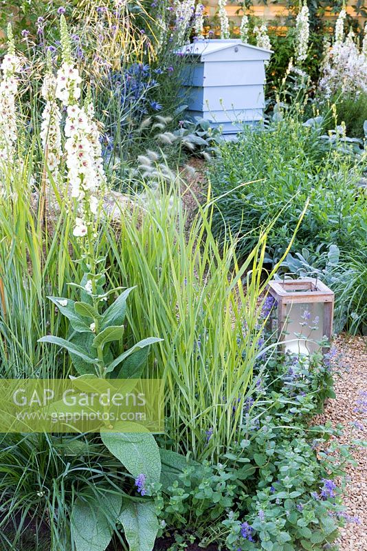 The Drought Garden, View of drought tolerant garden, RHS Hampton Court Flower Show. Wildlife-friendly planting. Gravel path leads to white-painted beehive. Plants include Verbascum 'Kynaston', Stipa gigantea, Nepeta x fassenii,  Stachys byzantina 'Big Ears' and Pennisetum villosum. 