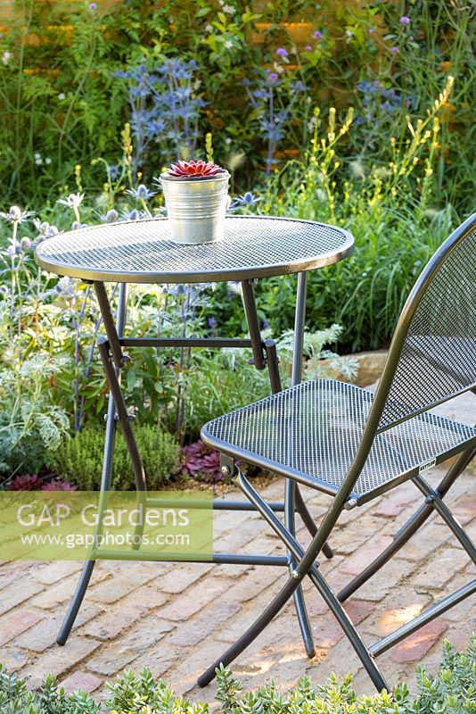 The Drought Garden, Detail of early morning sunlight on metal table and chair with aeonium in a metal flowerpot. Behind it is a drought resistant planting including aeoniums, Artemisia 'Powis Castle', Verbena bonariensis and Eryngium 'Jos Eijking'.  