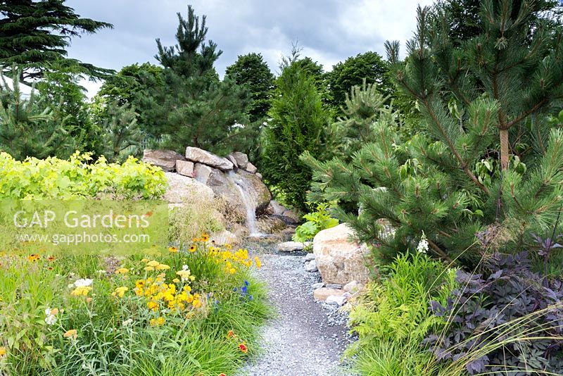 Great Gardens of the USA: The Oregon Garden, Crushed stone pathway leading to rocky outcrop with cascading water feature amid various conifers. Underplanting includes Achillea 'Apricot Delight', Coreopsis 'Sunray', Helenium 'Sahins Early', Helenium 'Wyndley', Deschampsia cespitosa, and grapevines - Vitis vinifera. In the foreground Cimicifuga racemosa. RHS Hampton Court Flower Show in 2016 