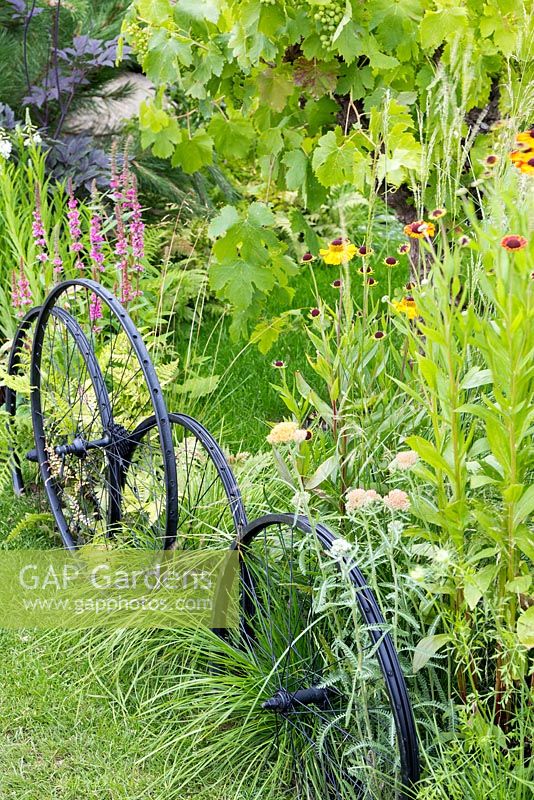 Great Gardens of the USA: The Oregon Garden, Detail of bicycle wheels used as boundary fencing. Plants include grapevines - Vitis vinifera, Helenium 'Wyndley', and Achillea 'Apricot Delight'. RHS Hampton Court Flower Show in 2016
