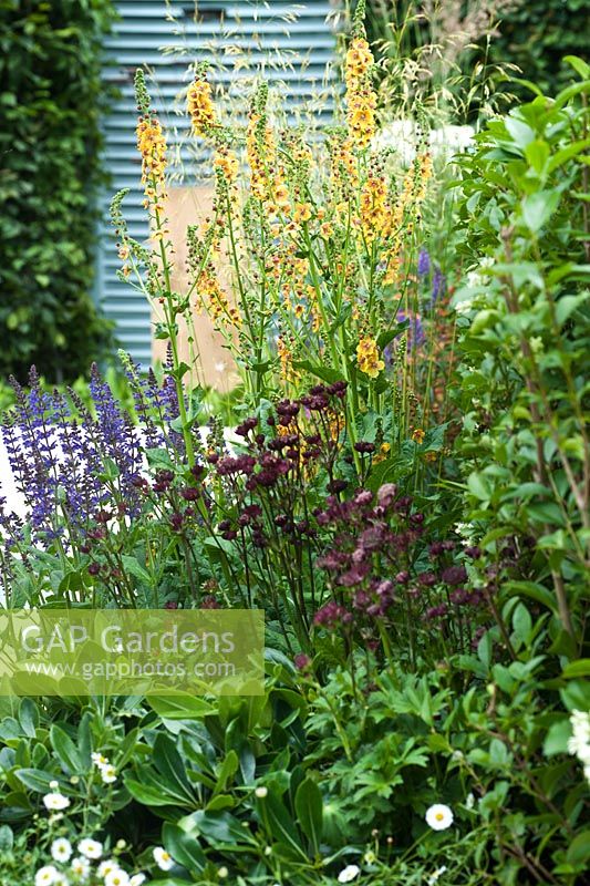Detail of 'Retreat Garden' - Final 5: designed by Martin Royer. Plants include bronze coloured verbascum, indigo blue salvia and dark crimson astrantia, pictured against a blue painted steel louvred panel and hedge of clipped hornbeam. Hampton Court Flower Show, July 2016.