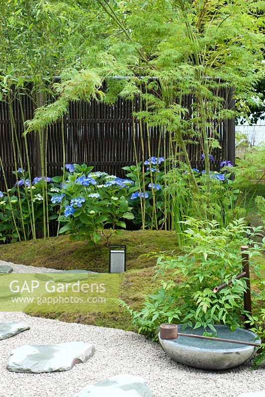 Detail of Japanese Summer Garden designd by Saori Imoto with gentle mounds covered with moss and planted with phylostachys bissetii, blue hydrangea macrophylla and serrata, iris ensata, acer palmatum and nandina domestica. Other features include a dark screen of artificial bamboo and a winding gravel path with granite stepping stones. Also featured are a japanese iron lantern and stone water bowl with bamboo spout and wooden ladle. Hampton Court Flower Show, July 2016.