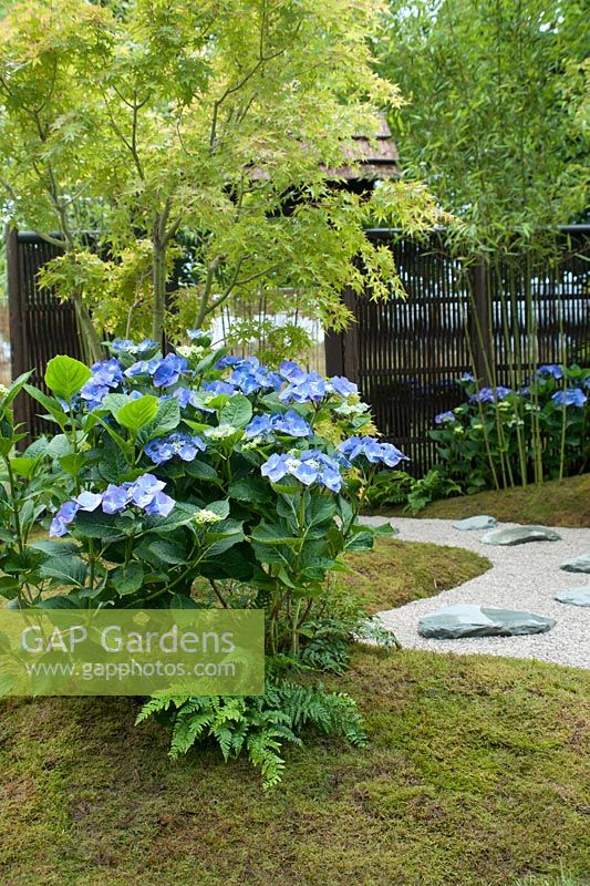Close up of a 'Japanese Summer Garden' designed by Saori Imoto showing  blue hydrangea serrata underplanted by ferns and moss, with a japanese maple and bamboos behind. To the right is a winding gravel path with granite stepping stones, framed by a dark screen of artificial bamboo. Hampton Court Flower Show, July 2016.