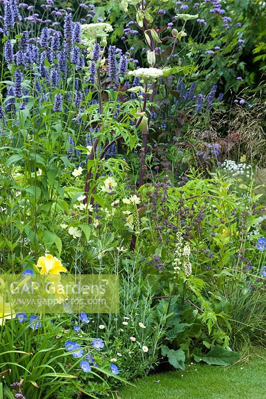 The Dog's Trusr: 'It's a Dog's Life', designed by Paul Hervey-Brookes showing a section of one of the long mixed borders. Plants include Agastache 'Black Adder', Angelica archangelica, Cosmos 'Yellow Garden', white Verbascum 'Kynaston' and hemerocallis, with geranium, perovskia and salvia. Hampton Court Flower Show, July 2016.