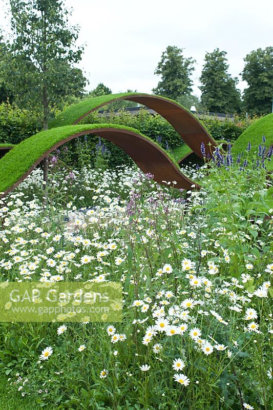 'The World Vision Garden', designed by John Warland, Waves of turf and naturalistic planting. Ornamental Pear trees and meadow areas of Ox-eye daisies, interspersed with deep blue agastache, sivery blue eryngium and lilac-pink salvias, representing the innocence of childhood.  Hampton Court Flower Show, July 2016.