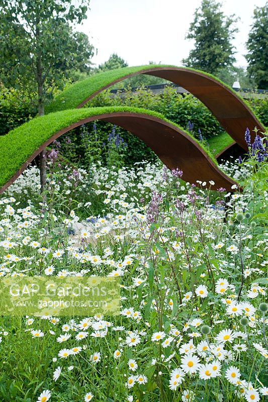'The World Vision Garden', designed by John Warland. Planting consists mainly of Hornbeam hedging, Ornamental Pear trees and meadow areas of Ox-eye daisies, intermingled with deep blue agastache, sivery blue eryngium and lilac-pink salvias. Hampton Court Flower Show, July 2016.