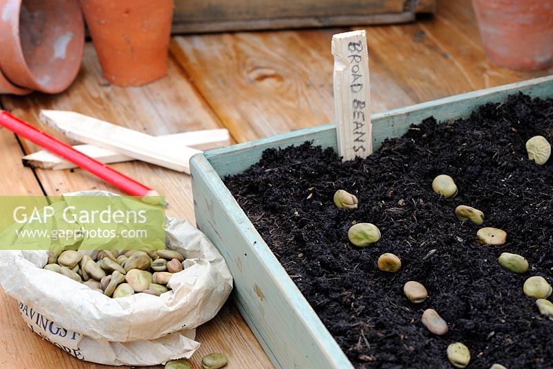 Sowing broad bean seed, seeds in wooden seed tray with pencil and wooden labels.